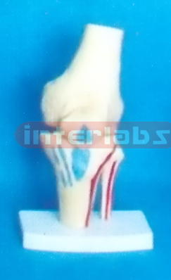 BIG ADULT KNEE JOINT WITH MUSCLE LIGAMENTA PAINTED